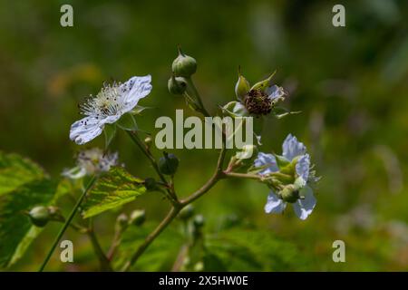 Die Blüte der europäischen Taubeere Rubus caesius im Sommer. Stockfoto