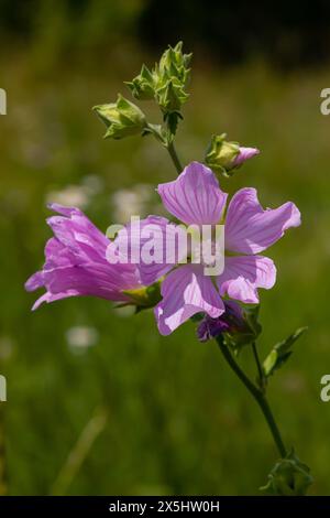 Blume Nahaufnahme von Malva alcea Greater Moschus, geschnitten blättrig, Vervain oder Hollyhock Mallow, auf weichem unscharfen grünen Grashintergrund. Stockfoto