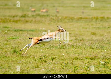 Afrika, Tansania. Eine weibliche Thomson-Gazelle läuft vor dem Jagdgeparden. Stockfoto