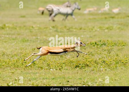 Afrika, Tansania. Eine weibliche Thomson-Gazelle läuft vor dem Jagdgeparden. Stockfoto