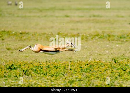 Afrika, Tansania. Eine weibliche Thomson-Gazelle läuft vor dem Jagdgeparden. Stockfoto