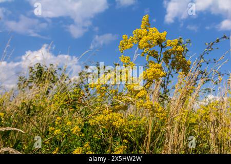 Galium verum, Frauenstroh oder gelbes Bettstroh, niedrige Krabbelpflanze, Blätter breit, glänzend dunkelgrün, behaart darunter, Blumen gelb und produzierte i Stockfoto