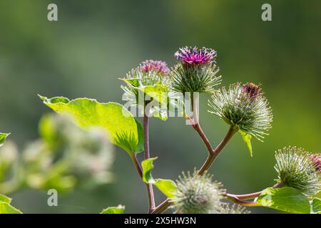 Die Arachnoidalklette Arctium tomentosum. Wildpflanzen Sibiriens. Stockfoto