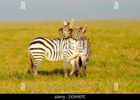 Afrika, Tansania. Zwei Zebras drängen sich und spielen. Stockfoto