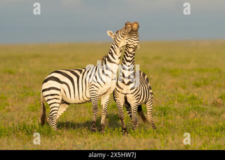 Afrika, Tansania. Zwei Zebras drängen sich und spielen. Stockfoto