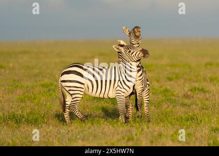 Afrika, Tansania. Zwei Zebras drängen sich und spielen Kampf. Stockfoto