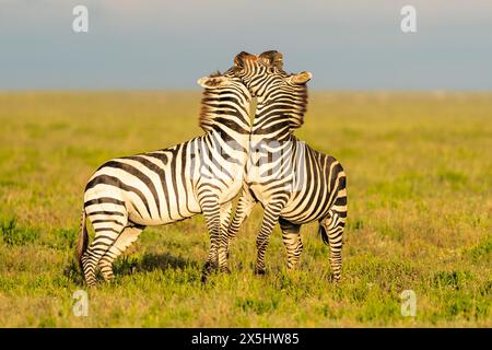 Afrika, Tansania. Zwei Zebras drängen sich und spielen Kampf. Stockfoto