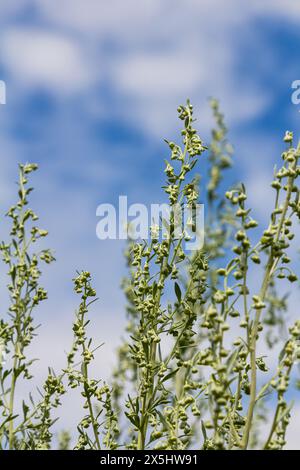 Wermut-grüne graue Blätter mit schönen gelben Blüten. Artemisia absinthium absinthium, Absintholzblüher, Nahaufnahme Makro. Stockfoto