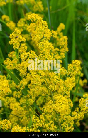 Galium verum, Frauenstroh oder gelbes Bettstroh, niedrige Krabbelpflanze, Blätter breit, glänzend dunkelgrün, behaart darunter, Blumen gelb und produzierte i Stockfoto