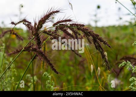 Auf dem Feld, als Unkraut unter den landwirtschaftlichen Kulturen wächst Echinochloa crus-galli. Stockfoto