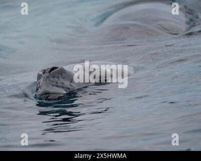 Leopardenrobbe (Hydrurga leptonyx) in Cierva Cove, Antarktische Halbinsel, Antarktis. Stockfoto