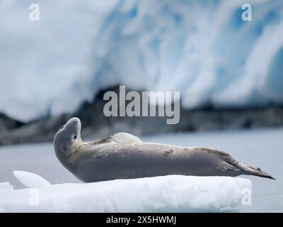 Leopardensiegel (Hydrurga leptonyx) auf der Eisscholle in Port Lockroy auf Wiencke Island, Antarktis. Stockfoto