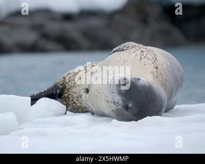 Leopardensiegel (Hydrurga leptonyx) auf der Eisscholle in Port Lockroy auf Wiencke Island, Antarktis. Stockfoto