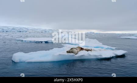 Leopardenrobbe (Hydrurga leptonyx) auf der Eisscholle in der Fournier Bay in der Nähe der Insel Anvers im Palmer Archipel, Antarktis. Stockfoto