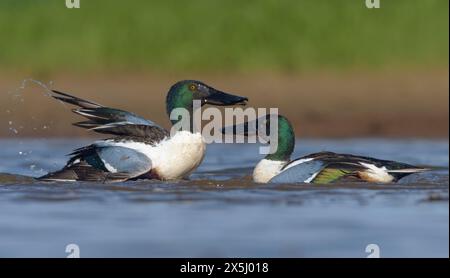 Das Kampfpaar der männlichen Northern Shovelers (Spatula clypeata) steht vor dem heftigen Kampf in der Frühjahrssaison im Zeichen der Stärke Stockfoto