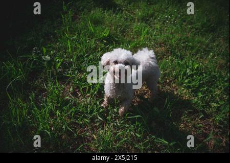 Kleiner Hund, der im Gras läuft und glückliche Momente mit seinem Besitzer hat, Hund läuft, Stockfoto