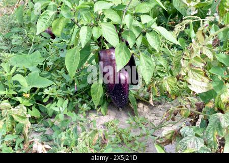 Die Frucht einer süßen Paprika reift an den Zweigen eines Pfefferbusches. Stockfoto