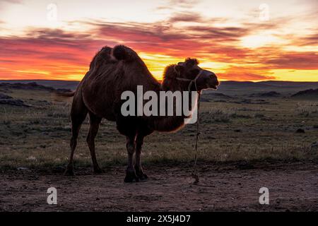 Asien, Mongolei, Östliche Gobi-Wüste. Ein Kamel steht am frühen Morgen des Sonnenaufgangs. Stockfoto