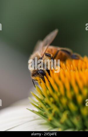 Die Biene sammelt Pollen auf lebendiger gelber Blüte Stockfoto