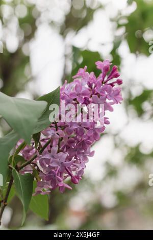 Leuchtende Flieder blühen vor einem weichen Bokeh-Hintergrund Stockfoto
