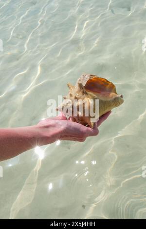 Eine Frau hält eine Muschelschale, die bei den Türken und Caicos gefunden wurde. Stockfoto