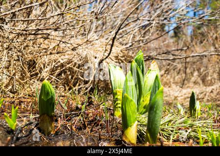 Junge grüne Triebe, die im Frühjahr aus nassem Boden auftauchen Stockfoto