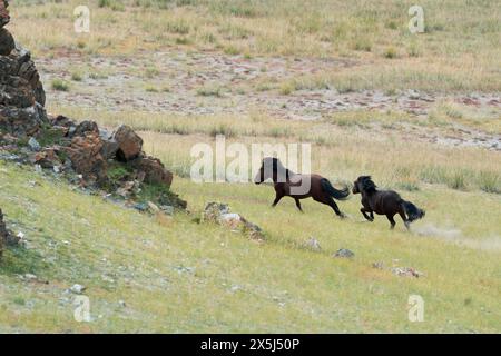 Asien, Mongolei, Provinz Bayan-Olgii. Pferde laufen frei auf dem Gras. Stockfoto