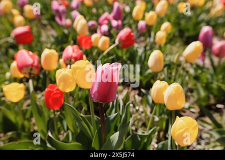 Farbenfrohe Tulpen in voller Blüte im Frühling. Stockfoto