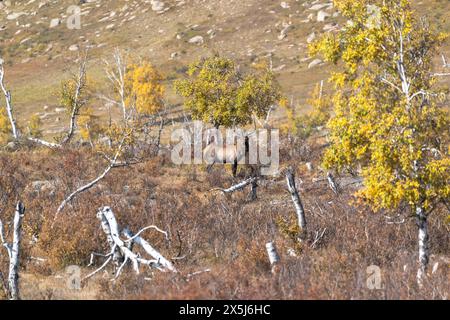 Asien, Mongolei, Hustai Nationalpark. Ein Rothirsch posiert in Birkenbäumen. Stockfoto