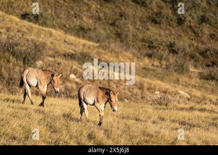 Asien, Mongolei, Hustai Nationalpark. Eine Gruppe von Przewalskis Pferden weidet auf dem Gras zwischen den Felsen. Stockfoto