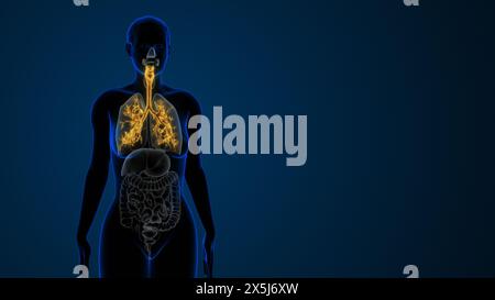 Die weiblichen Trachea-Bronchien als Teil des Atmungssystems Stockfoto