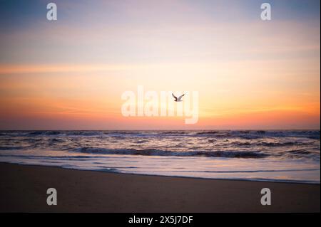 Möwen fliegen über ruhigen Strand bei Sonnenaufgang Stockfoto