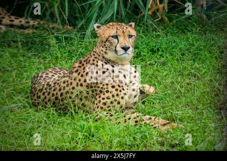 Nahaufnahme des Gepardes - Acinonyx jubatus - liegend Stockfoto