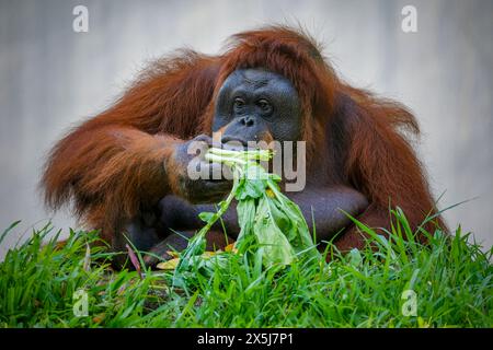 Bornean Orang-Utan hält sein Fruchtfutter Stockfoto