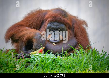 Bornean Orang-Utan hält sein Fruchtfutter Stockfoto