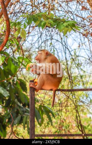 Nördlicher Schweineschwanzmakaken, Phuket Island, Thailand - Macaca leonina Stockfoto