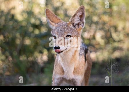Schakal mit schwarzem Rücken (Canis mesomelas) blickt weg und leckt seine Lippen aus der Nähe Stockfoto