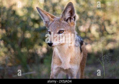 Schwarzer Schakal (Canis mesomelas), der aus der Nähe vor der Kamera blickt Stockfoto