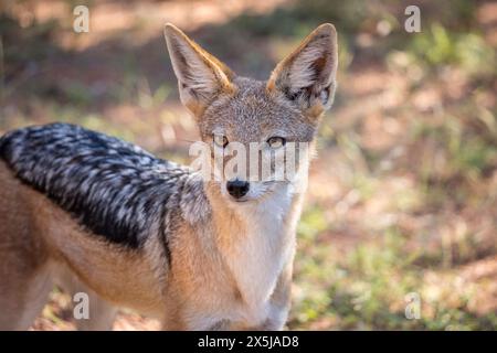 Schakal mit schwarzem Rücken (Canis mesomelas), der in die Ferne blickt Stockfoto