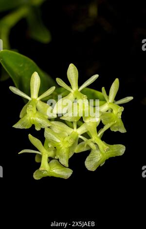 Kuba ist für viele Arten von wunderschönen Orchideen bekannt. Stockfoto