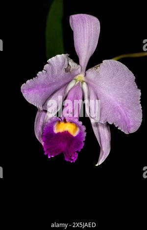 Kuba ist für viele Arten von wunderschönen Orchideen bekannt. Stockfoto