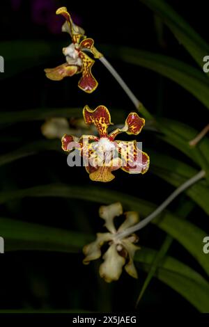 Kuba ist für viele Arten von wunderschönen Orchideen bekannt. Stockfoto