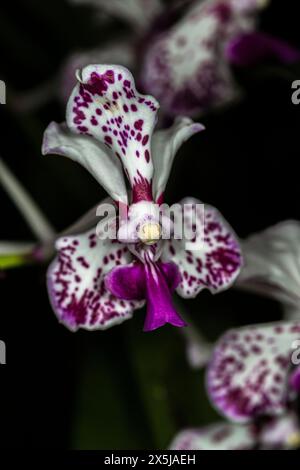 Kuba ist für viele Arten von wunderschönen Orchideen bekannt. Stockfoto