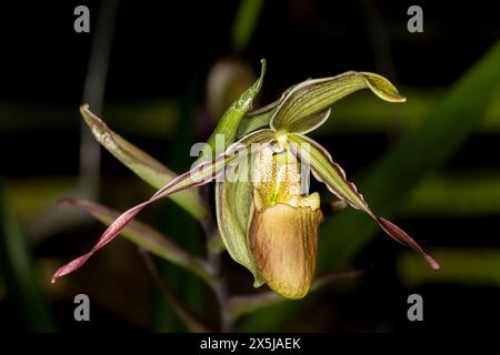 Kuba ist für viele Arten von wunderschönen Orchideen bekannt. Stockfoto