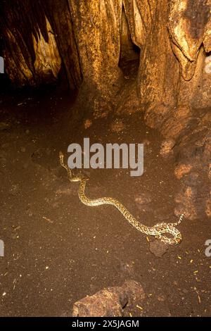 Die kubanische Boa in einer Höhle im Guanahacabibes-Nationalpark. Stockfoto