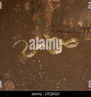 Die kubanische Boa in einer Höhle im Guanahacabibes-Nationalpark. Stockfoto