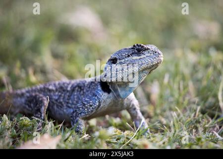 Ein Southern Tree Agama (Acanthocercus atricollis), der auf dem Boden steht Stockfoto