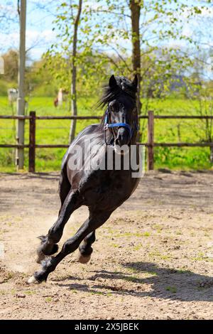 Niederlande, Friesland Arabische Pferde werden in der Region ausgebildet. Stockfoto