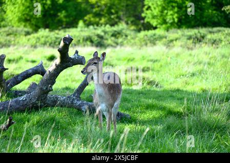 Hirschherden spielten eine wichtige Rolle in der Geschichte des Richmond Parks und prägten auch die Landschaft. Damhirsche sind die kleineren Hirscharten, die im Richmond Park beheimatet sind. Die Hirsche wurden 1637 von Karl 1 eingeführt und sind ein berühmter Anblick im Park. Ihre Weidehaltung hat eine große Rolle bei der Gestaltung der Landschaft und der Erhaltung der Lebensräume gespielt. Ursprünglich aus dem Mittelmeer und dem Nahen Osten stammend, wird allgemein angenommen, dass die Brachhirsche zuerst von den Römern nach Großbritannien eingeführt wurden. Römer Stockfoto