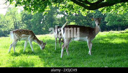 Hirschherden spielten eine wichtige Rolle in der Geschichte des Richmond Parks und prägten auch die Landschaft. Damhirsche sind die kleineren Hirscharten, die im Richmond Park beheimatet sind. Die Hirsche wurden 1637 von Karl 1 eingeführt und sind ein berühmter Anblick im Park. Ihre Weidehaltung hat eine große Rolle bei der Gestaltung der Landschaft und der Erhaltung der Lebensräume gespielt. Ursprünglich aus dem Mittelmeer und dem Nahen Osten stammend, wird allgemein angenommen, dass die Brachhirsche zuerst von den Römern nach Großbritannien eingeführt wurden. Römer Stockfoto